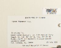 Hypnum imponens image