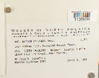 Hypnum imponens image