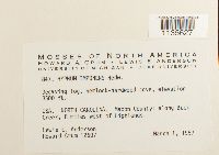 Hypnum imponens image