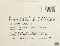 Hypnum imponens image