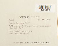 Hypnum imponens image