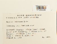 Hypnum imponens image