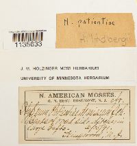 Calliergonella lindbergii image