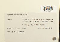 Calliergonella lindbergii image