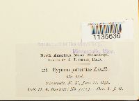 Calliergonella lindbergii image