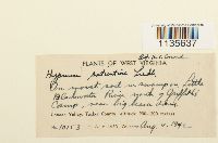 Calliergonella lindbergii image