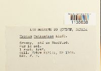 Calliergonella lindbergii image