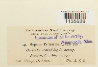 Calliergonella lindbergii image