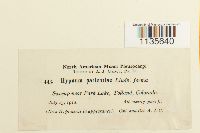 Calliergonella lindbergii image