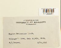 Calliergonella lindbergii image