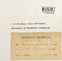 Calliergonella lindbergii image