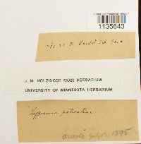 Calliergonella lindbergii image