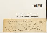 Calliergonella lindbergii image