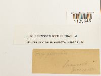 Calliergonella lindbergii image