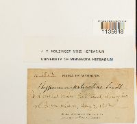 Calliergonella lindbergii image