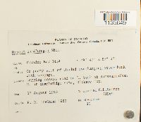 Calliergonella lindbergii image