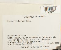 Calliergonella lindbergii image