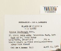 Calliergonella lindbergii image