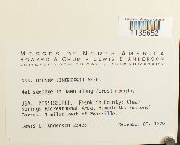 Calliergonella lindbergii image