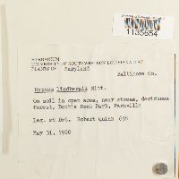 Calliergonella lindbergii image