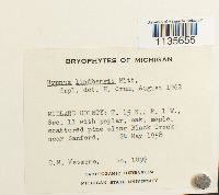 Calliergonella lindbergii image