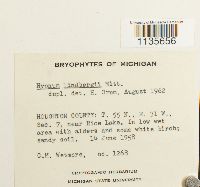 Calliergonella lindbergii image