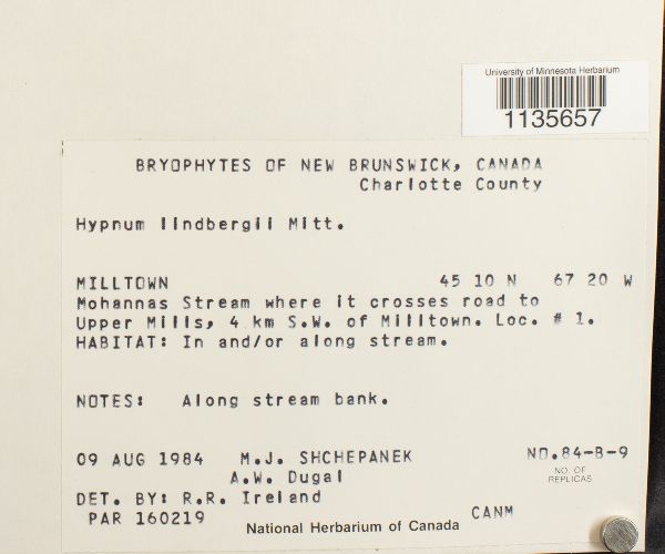 Calliergonella image