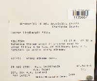 Calliergonella lindbergii image