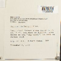 Calliergonella lindbergii image