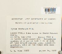 Calliergonella lindbergii image