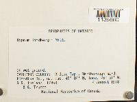 Calliergonella lindbergii image