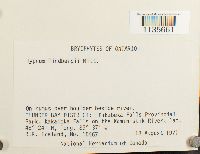 Calliergonella lindbergii image