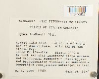 Calliergonella lindbergii image