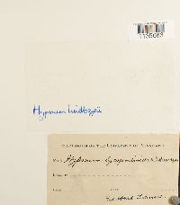 Calliergonella lindbergii image