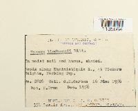 Calliergonella lindbergii image