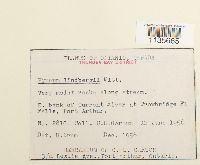 Calliergonella lindbergii image