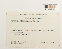 Calliergonella lindbergii image