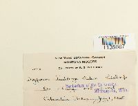 Media resource of Calliergonella lindbergii