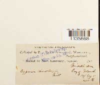 Calliergonella lindbergii image