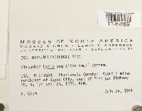 Calliergonella lindbergii image