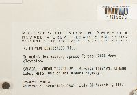 Calliergonella lindbergii image