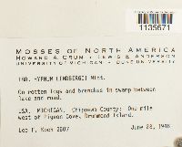 Calliergonella lindbergii image