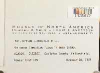 Calliergonella lindbergii image