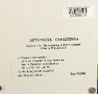 Calliergonella lindbergii image