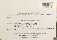 Calliergonella lindbergii image