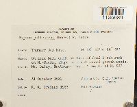 Hypnum pallescens image