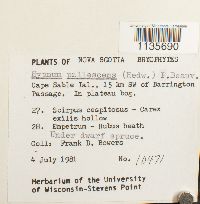 Hypnum pallescens image