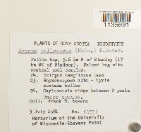 Hypnum pallescens image