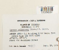 Hypnum pallescens image