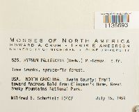 Hypnum pallescens image